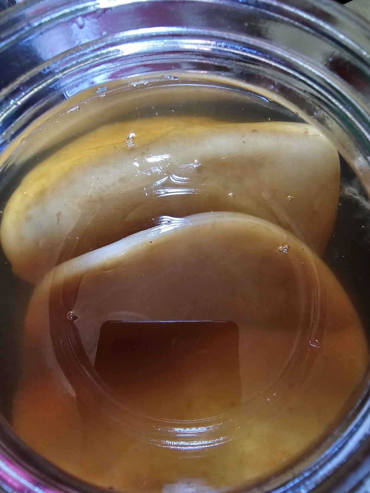 Kombucha Home Brewing Starter Kit | 5-Inch Large Scoby | Complete Kit with 16 oz Starter Tea, Brewing Jar & Supplies | Brew Unlimited Kombucha customer photo 2