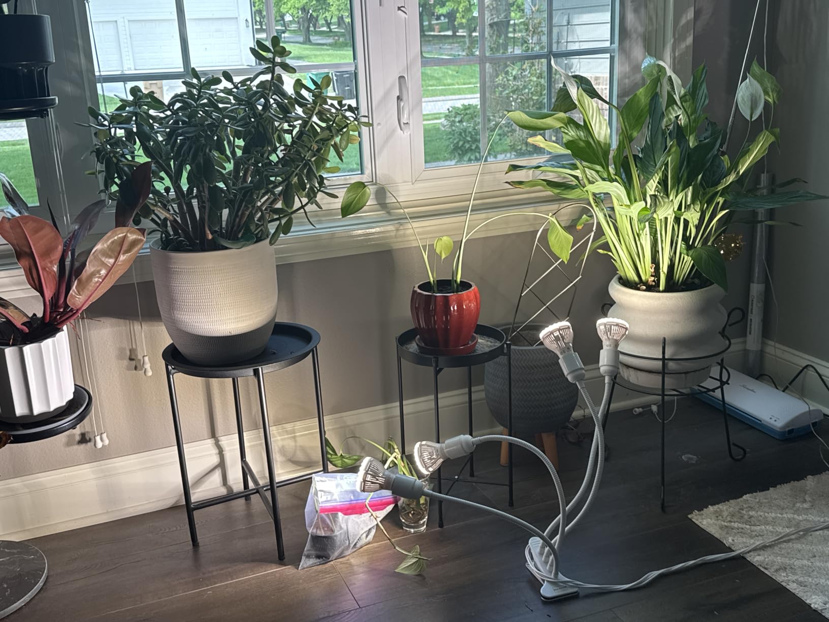 SANSI Grow Lights for Indoor Plants, 20W Clip-On Gooseneck LED Plant Lights customer photo 1