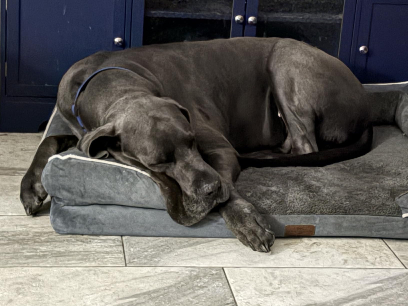 Comfort Expression Waterproof Orthopedic Dog Bed for Extra Large Dogs | Supportive Egg Crate Foam XL Pet Bed with Removable Bolster, Dog Couch with Washable Cover & Non-Slip Bottom, 42x30 Inch customer photo 1