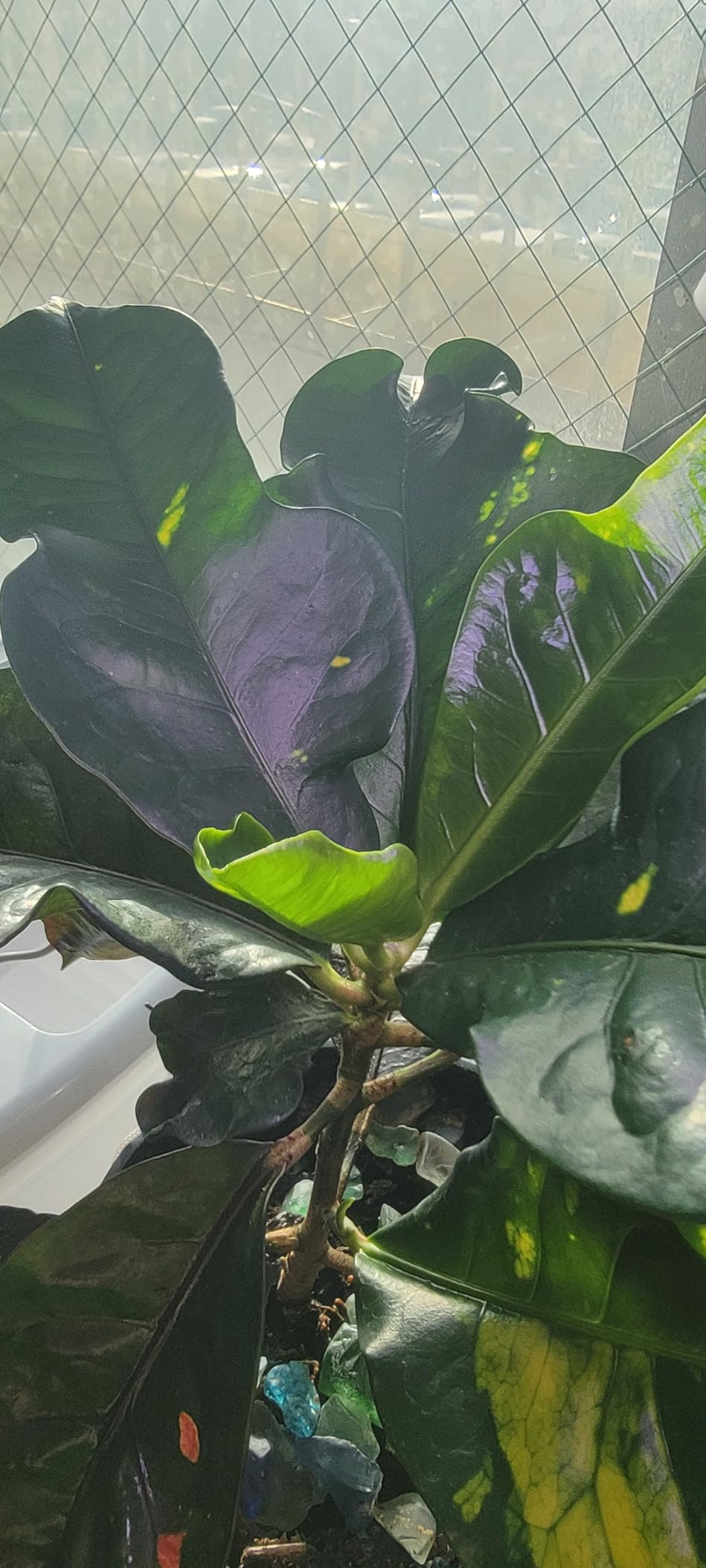 GYTF Halo Plant Grow Light, 6000K White LED Full Spectrum Growing Lamp for Indoor Plants, Succulents, Mini Bonsai, Small Plants, Height Adjustable, Dimmable & Timer 4/8/12/18Hrs customer photo 1