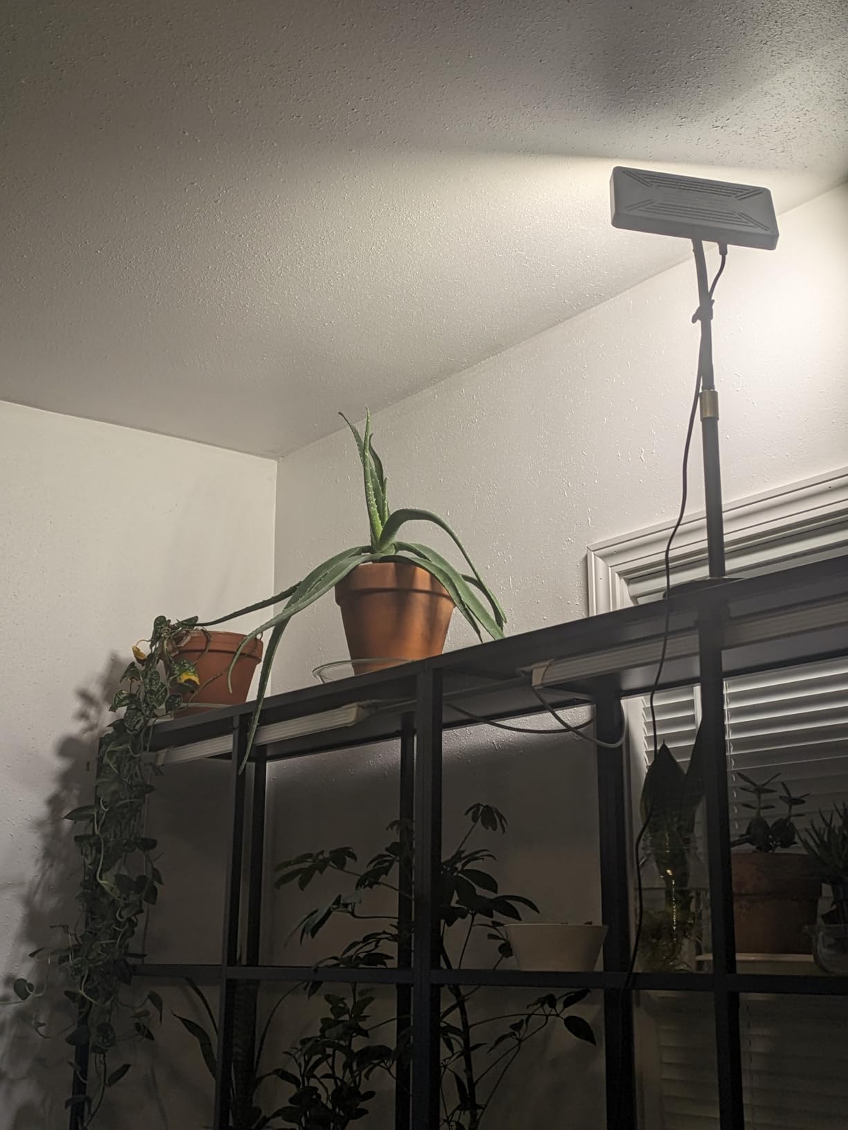 FECiDA Bonsai Grow Light, Table Grow Lights for Indoor Plants Collection customer photo 2