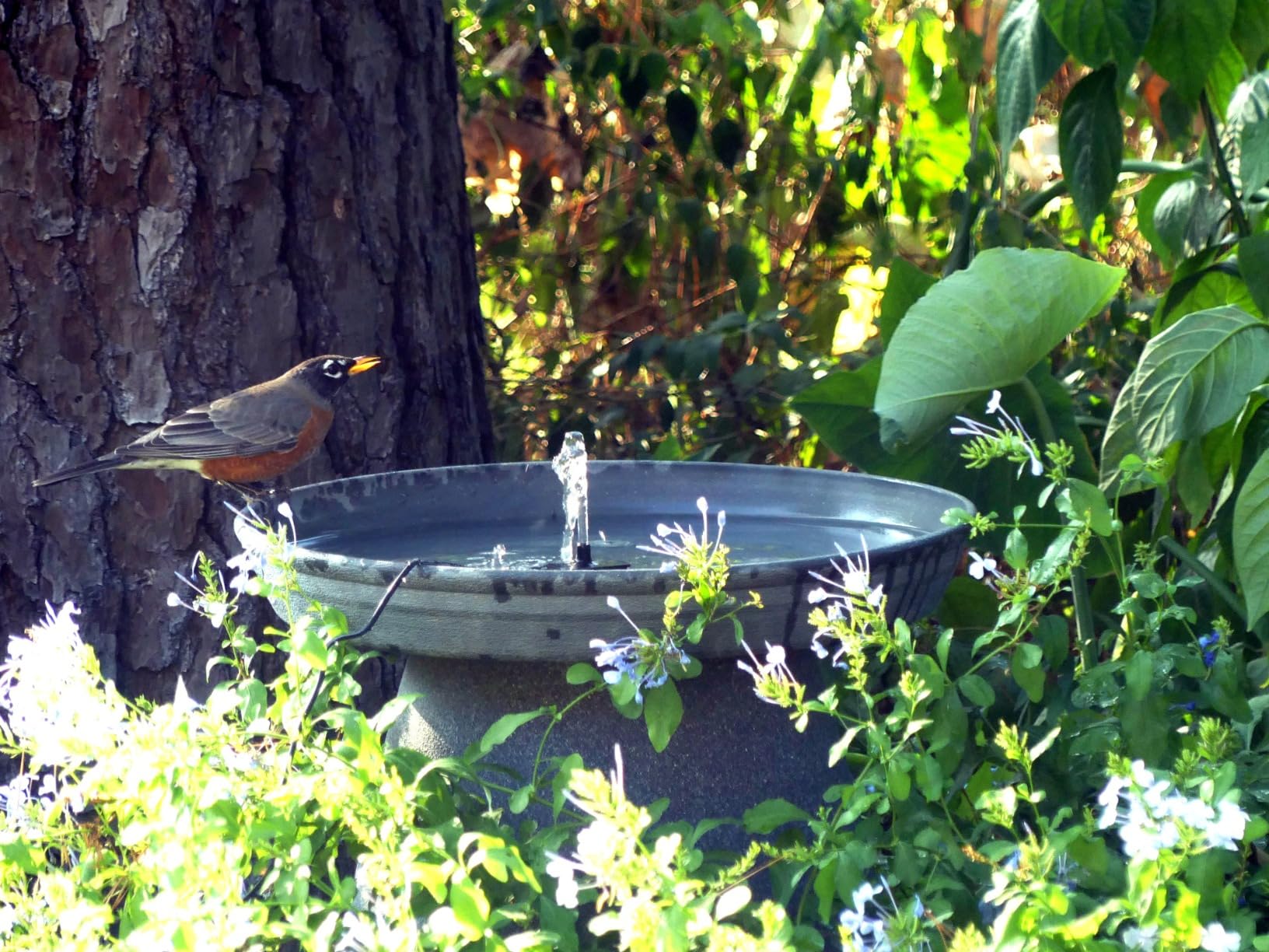 POPOSOAP Solar Bird Bath Fountain Pump, 6W Outdoor Solar Water Fountain Pump for Bird Bath with 4ft Tubing & 5 Nozzles, DIY Solar Powered Water Pump for Garden, Ponds, Pool and Fish Tank customer photo 2