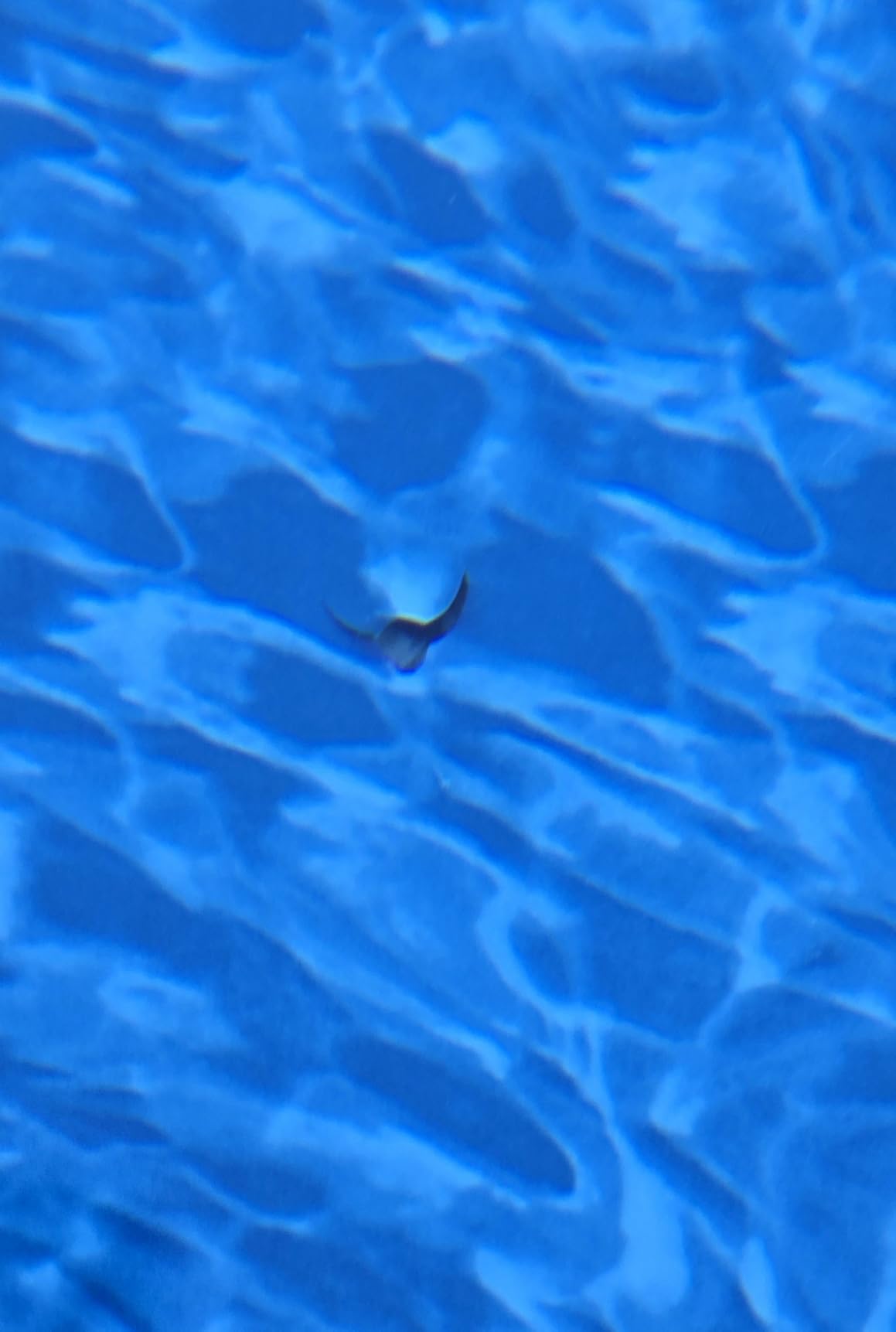 U.S. Pool Supply 12