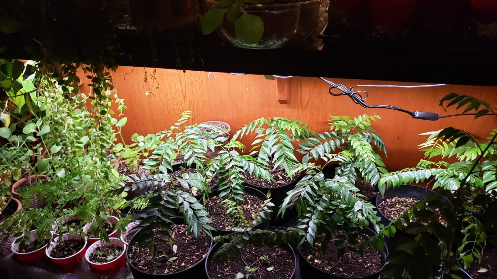Kullsinss 16in Grow Light Strips, 2-Bar 120 LEDs Full Spectrum Plant Light customer photo 1