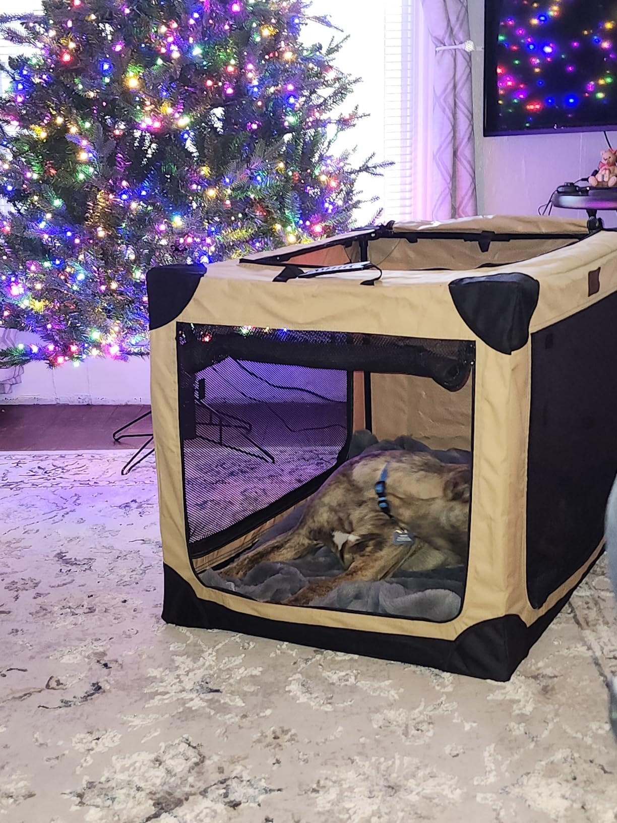 Garnpet 36 Inch Collapsible Soft Dog Crate for Large Dogs, 4-Door Foldable Travel Dog Kennel with Durable Mesh Windows for Indoor & Outdoor Portable Pet Crate, Soft Side Dog Crate, Beige customer photo 1