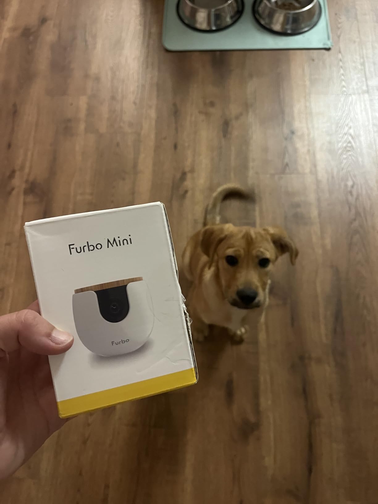Furbo Mini Pet Camera [No Monthly Fee] customer photo 1