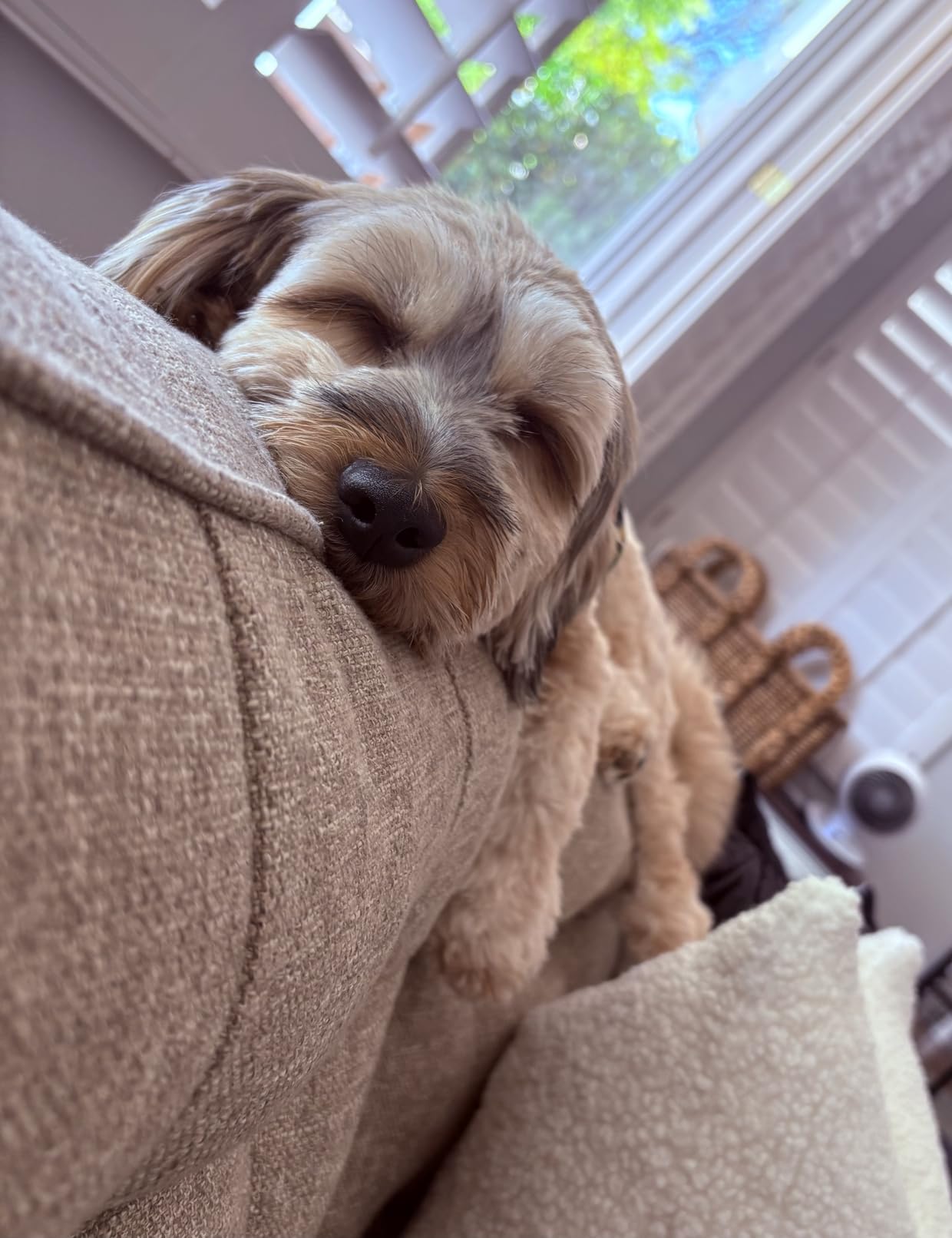 Furbo Mini Pet Camera [No Monthly Fee] customer photo 2
