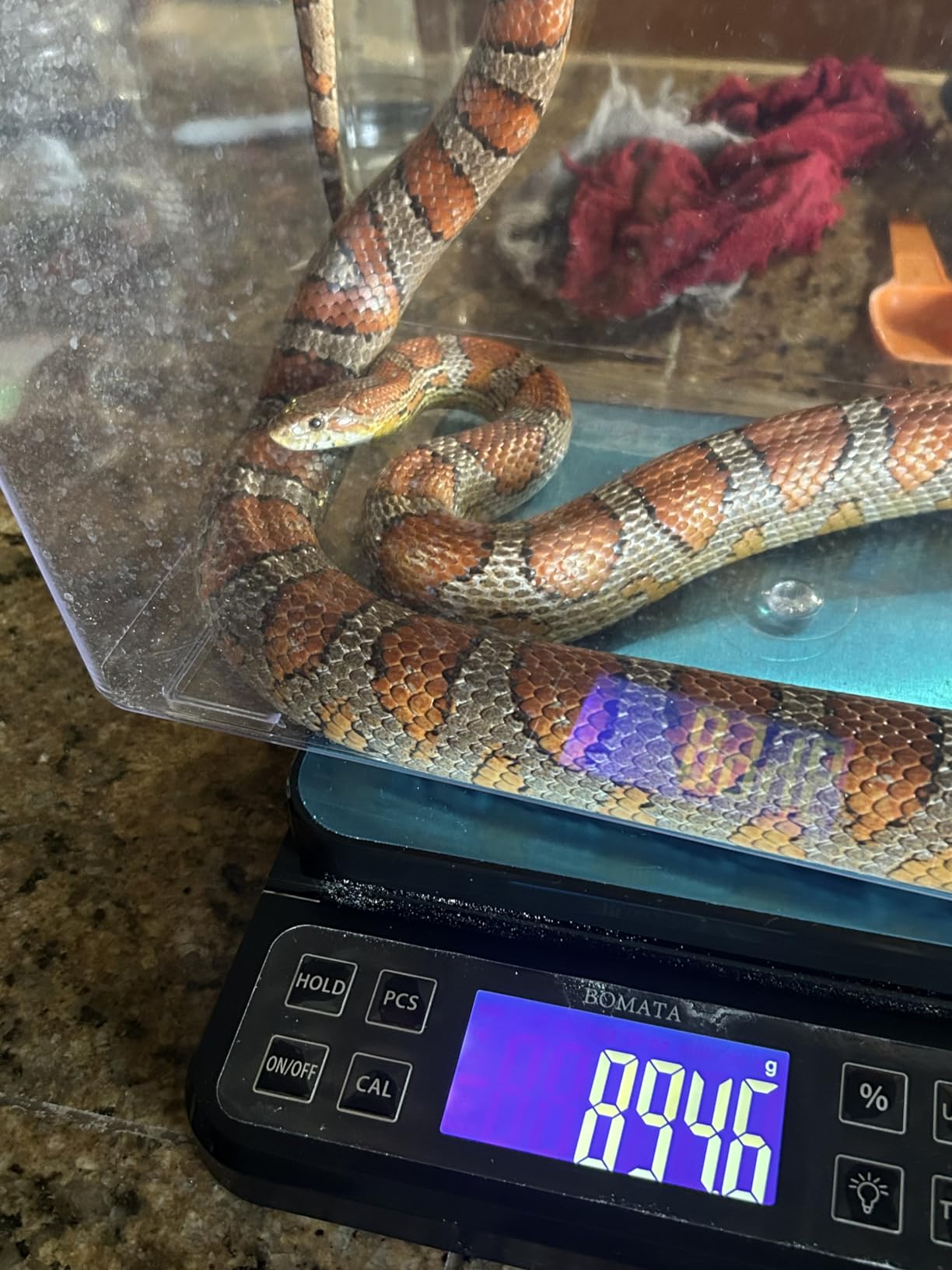 BOMATA Large Kitchen Scale 0.1g/0.001oz High Precision, 11lb Bakery Scale customer photo 2