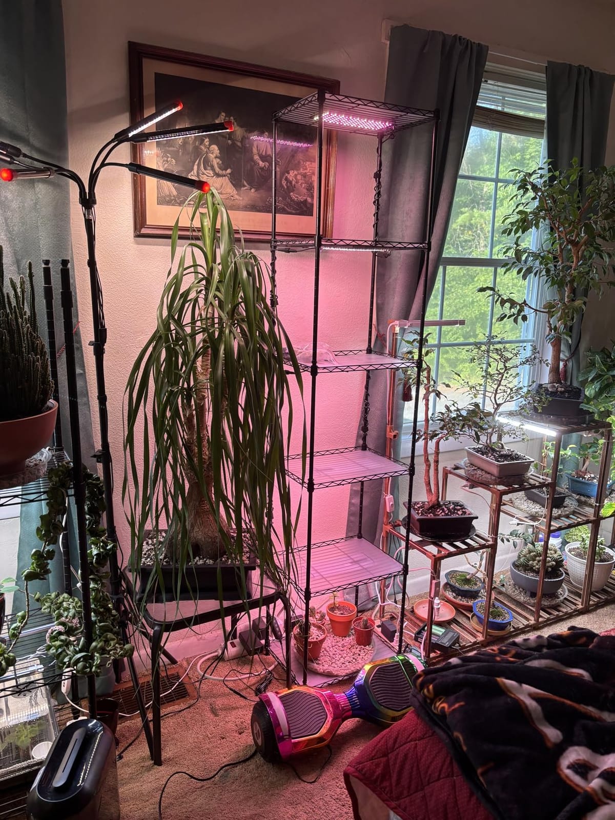 Barrina CX83 Plant Stand with Grow Lights, 6-Tier Shelf, 15.7x11.8x70.9IN customer photo 2