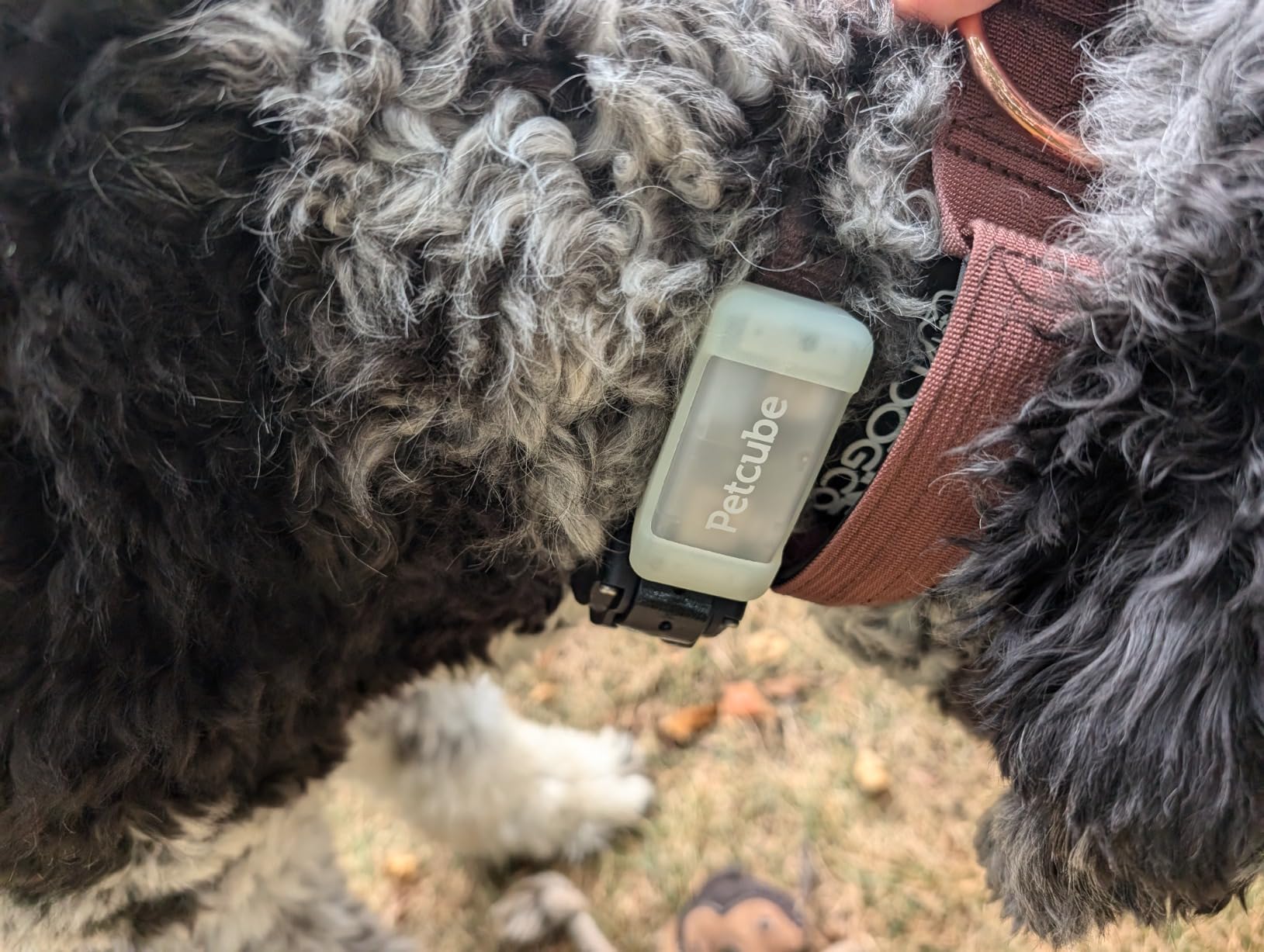 Petcube GPS Tracker for Dogs – Real-Time GPS Tracking & Escape Alerts customer photo 1