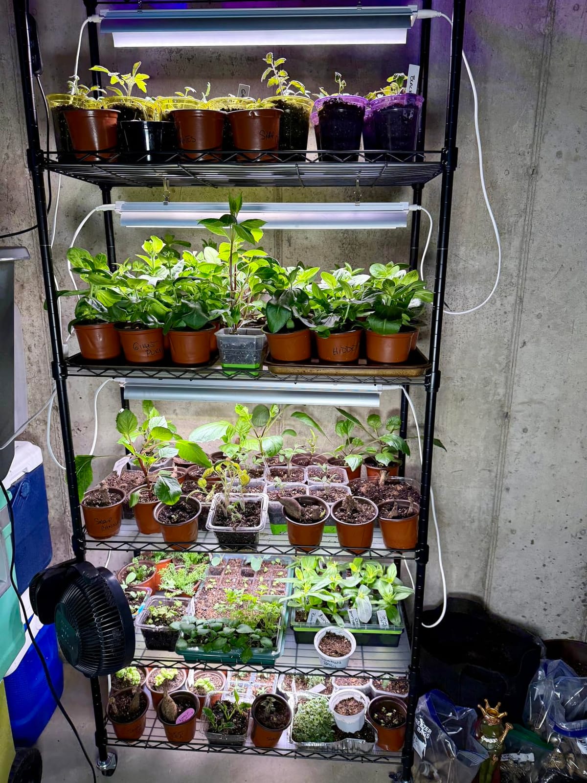 Barrina CX2 Plant Stand with Grow Lights, 6-Tier, 150W, 29.5x13.8x71IN customer photo 1