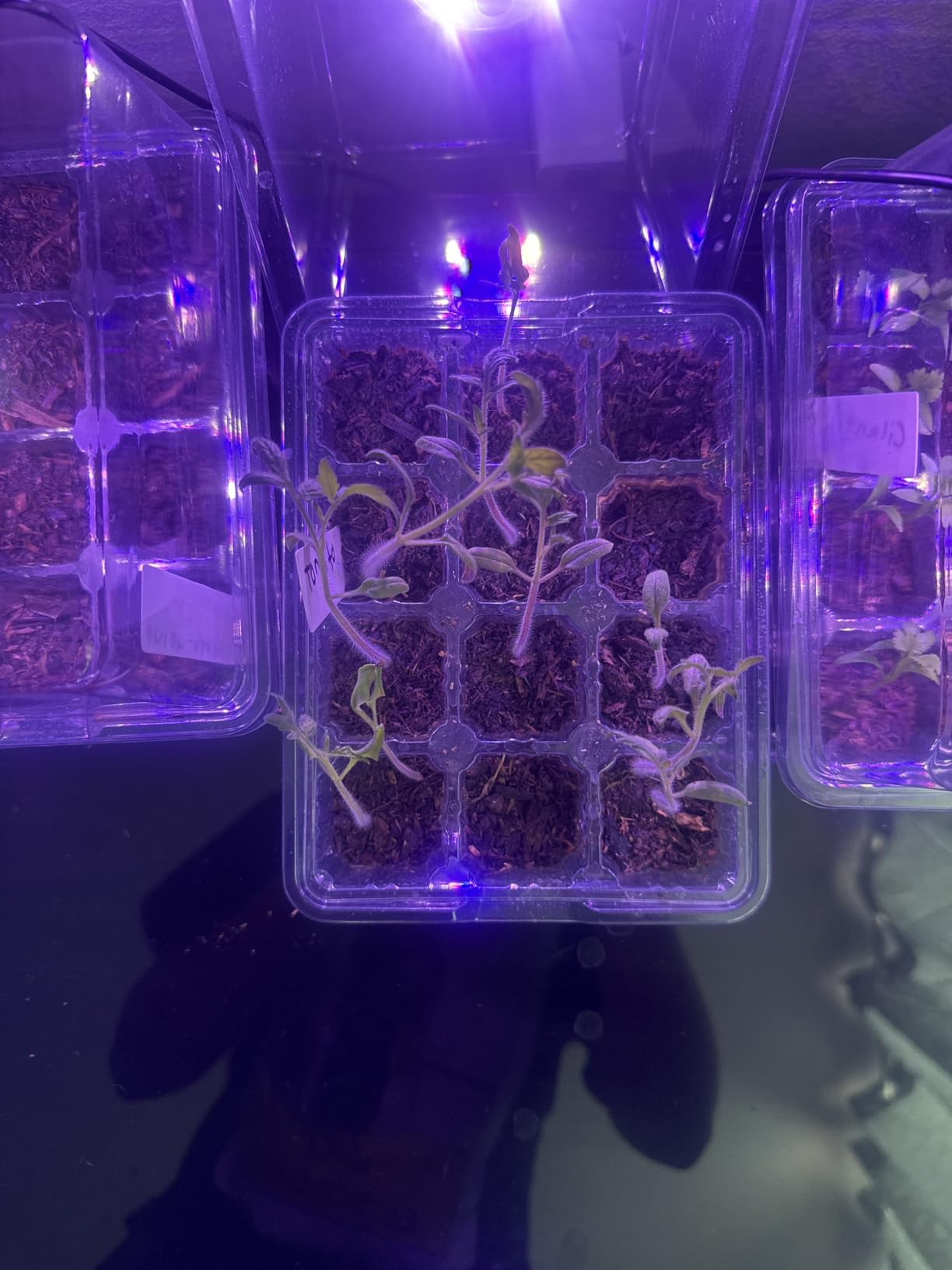 Bonviee Seed Starter Trays with 12-LED Grow Lights, Clear, 5 Pack customer photo 1