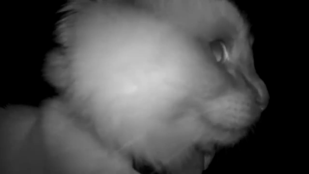 Petcube Cam 360 – Wi-Fi Pan-Tilt Pet Security Camera with App customer photo 2