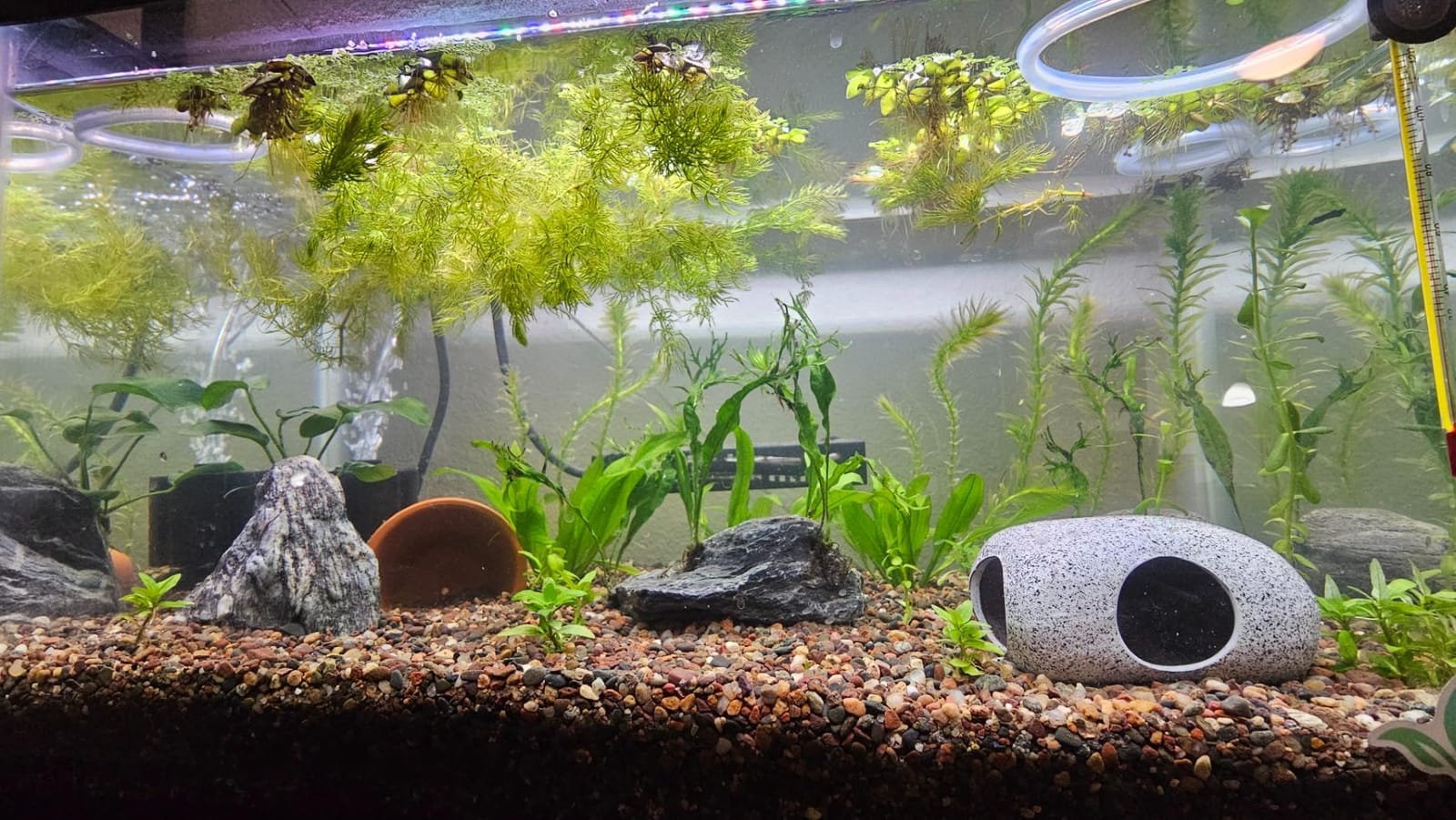 SEAOURA Small Aquarium Heater, 25W Fish Turtle Betta Tank Heater, 1-6 Gal customer photo 1