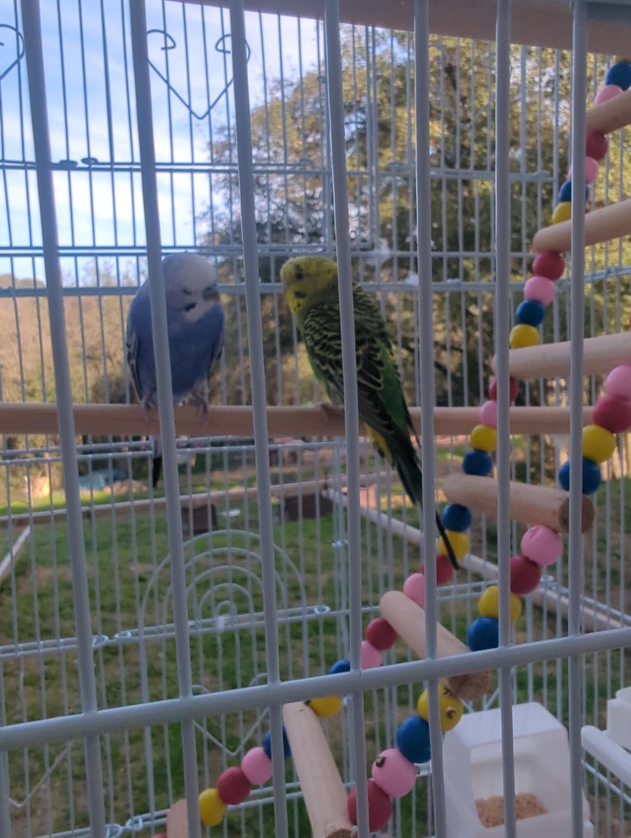 YITAHOME 62 inch Metal Bird Cage, Large Parakeet Cages customer photo 1