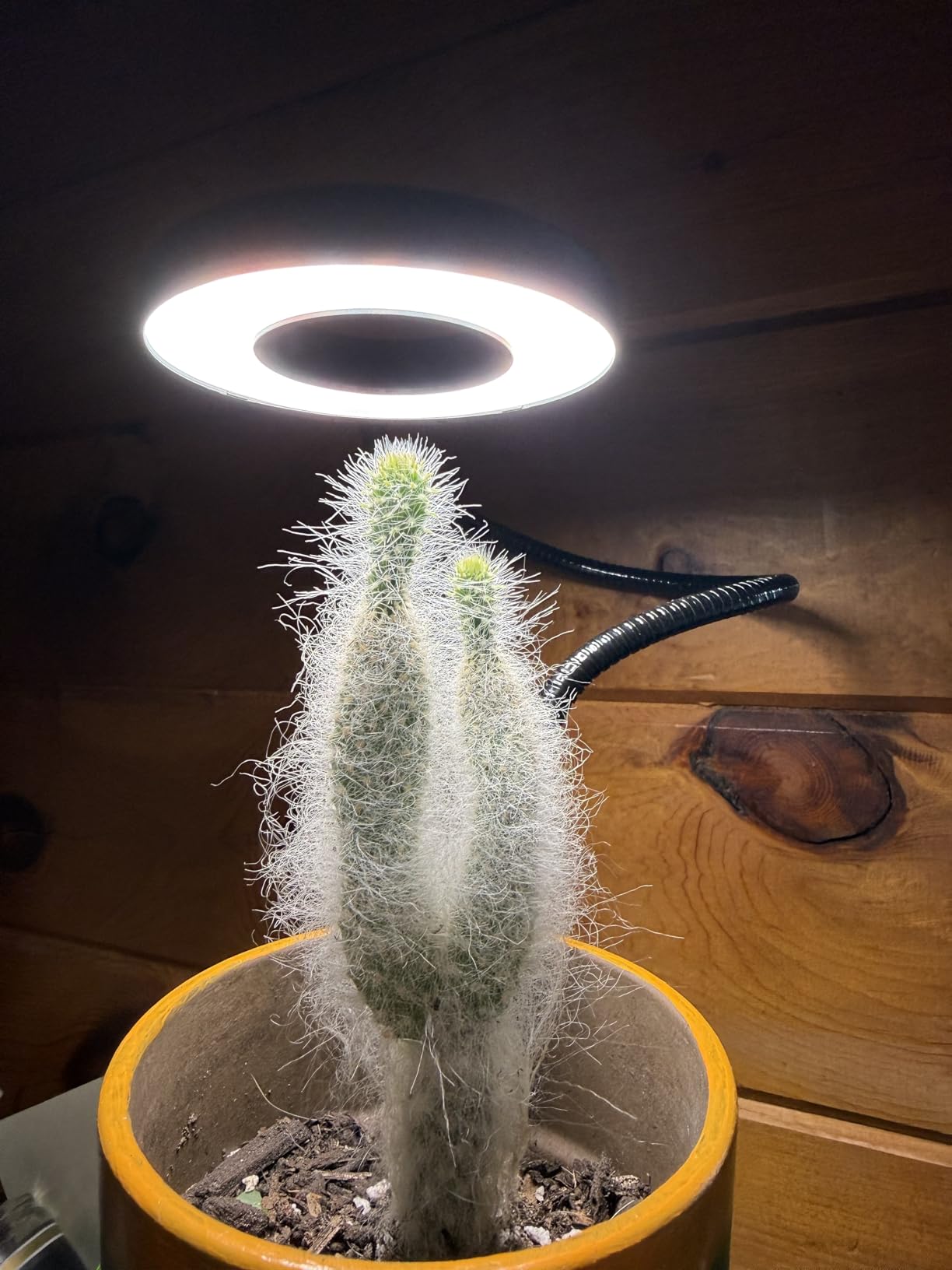 Grow Lights for Indoor Plants Growing, Full Spectrum LED, Clip on customer photo 2