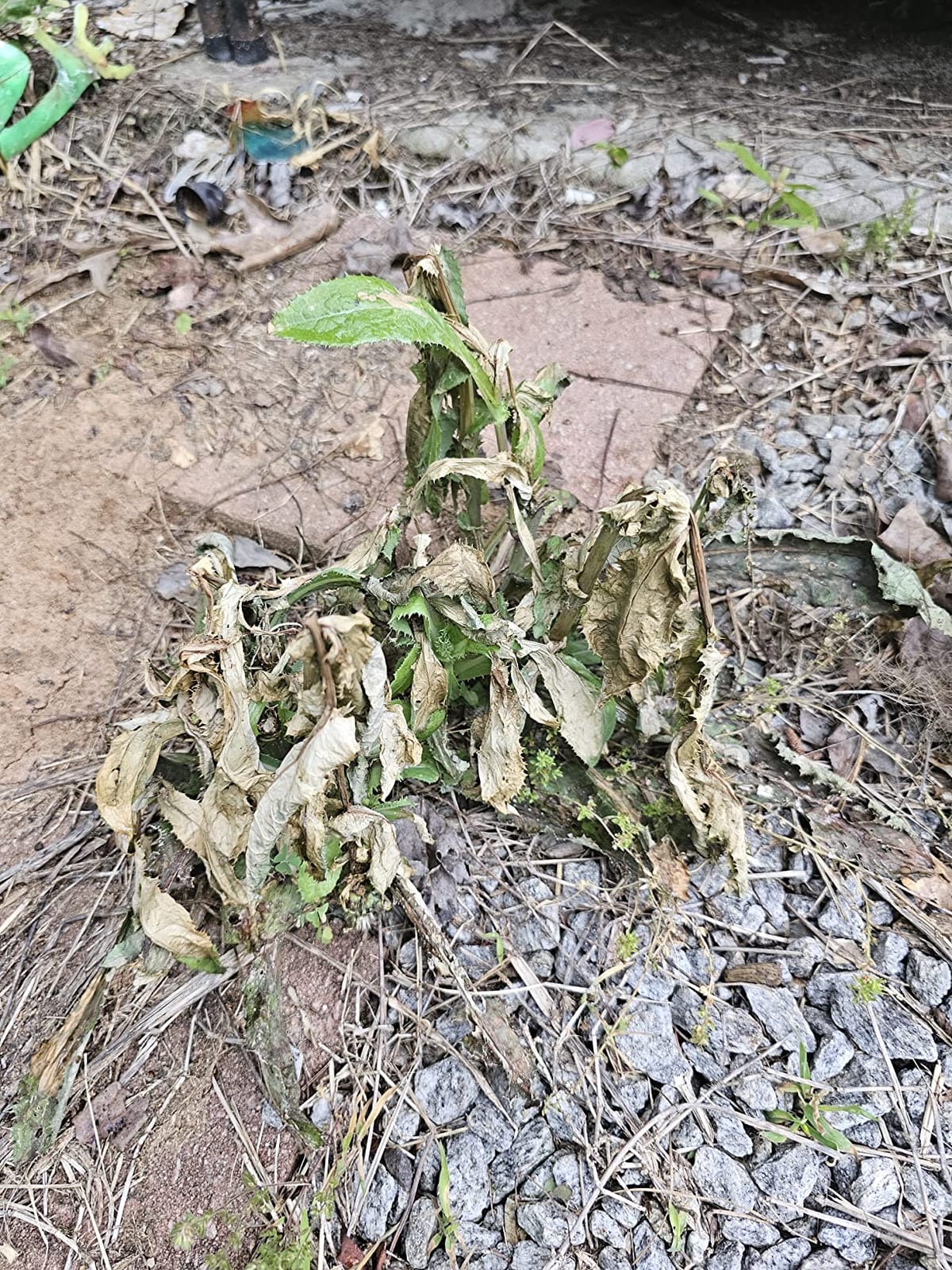 Ortho GroundClear Year Long Vegetation Killer with Comfort Wand, 1 gal. customer photo 2