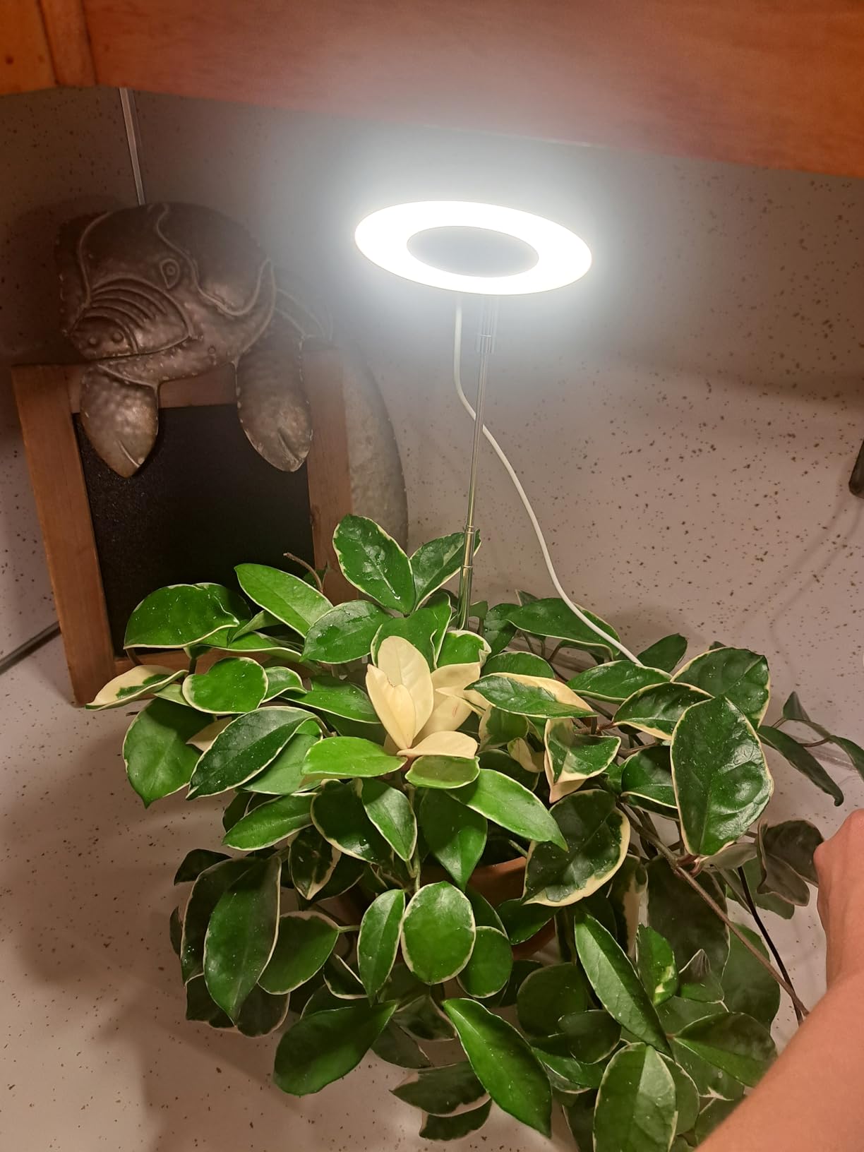 Halo Ring Grow Lights for Small Indoor Plants, Warm+White 48LEDs Full Spectrum Plant Light, Height Adjustable with 5V 2A Adapter, 3/9/12H Timer, 3 Spectral Modes, 10 Dimmable Levels, Angel Ring 1 Pack customer photo 1
