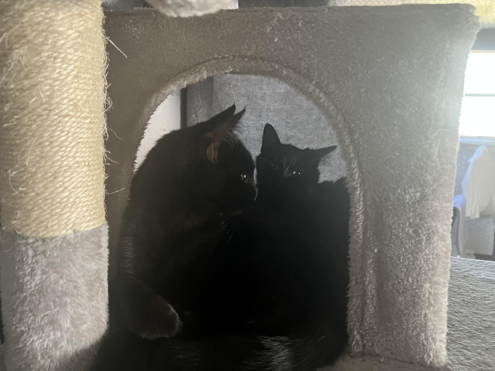 Globlazer Big XXL Cat Tower for Indoor Multiple Cats, F80, Dark Grey customer photo 1