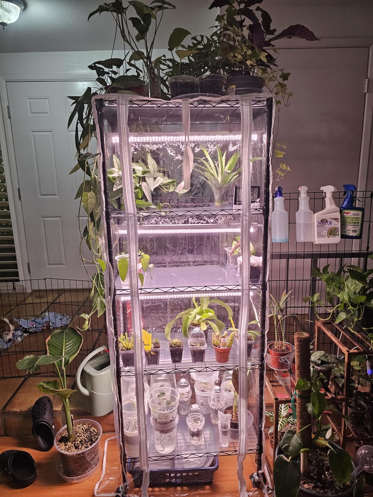 Indoor Greenhouse with Grow Lights with 72W , 5 Tier 23.2