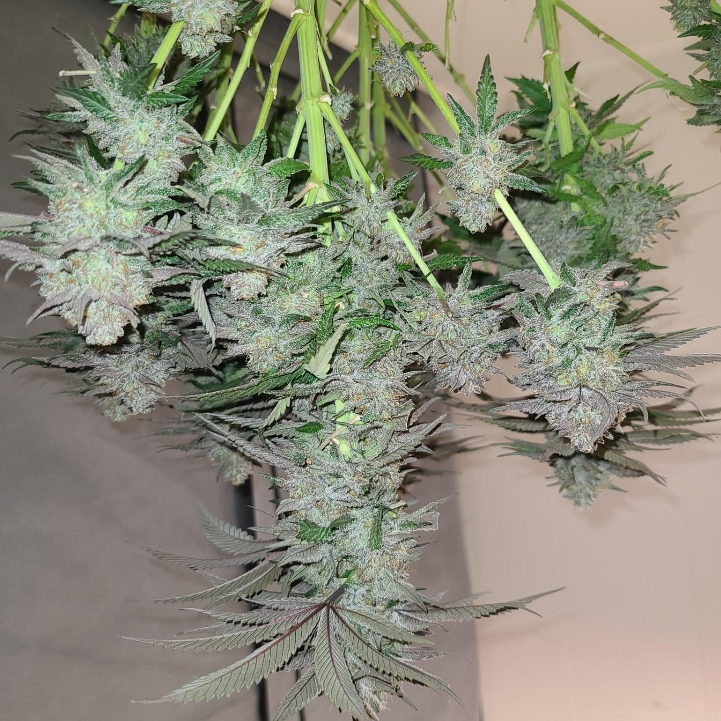 SZHLUX 400W LED Grow Light 4×4ft Coverage with Double Switches, Full Spectrum Grow Light for Indoor Plants, Sunlight Plant Light 864 LEDs for Hydroponic Seedling Veg and Bloom Greenhouse customer photo 1