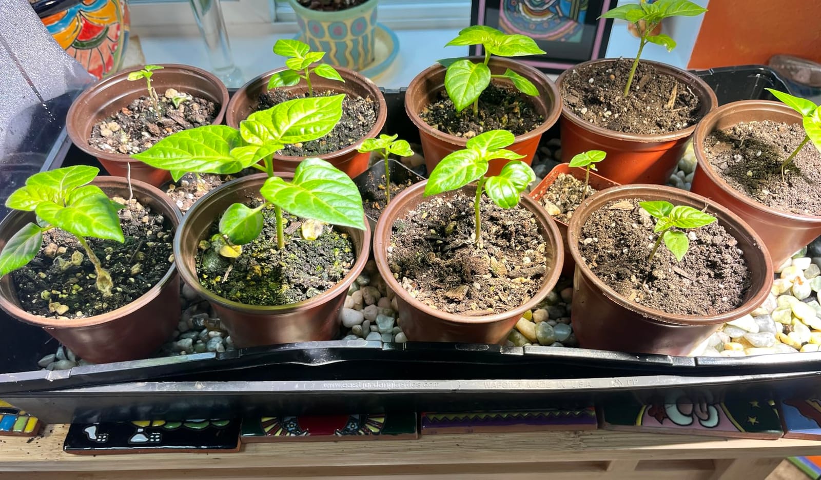 AC Infinity SUNCORE H3, Seedling Mat 10” x 20.75” w/ Smart Heat Controller customer photo 1