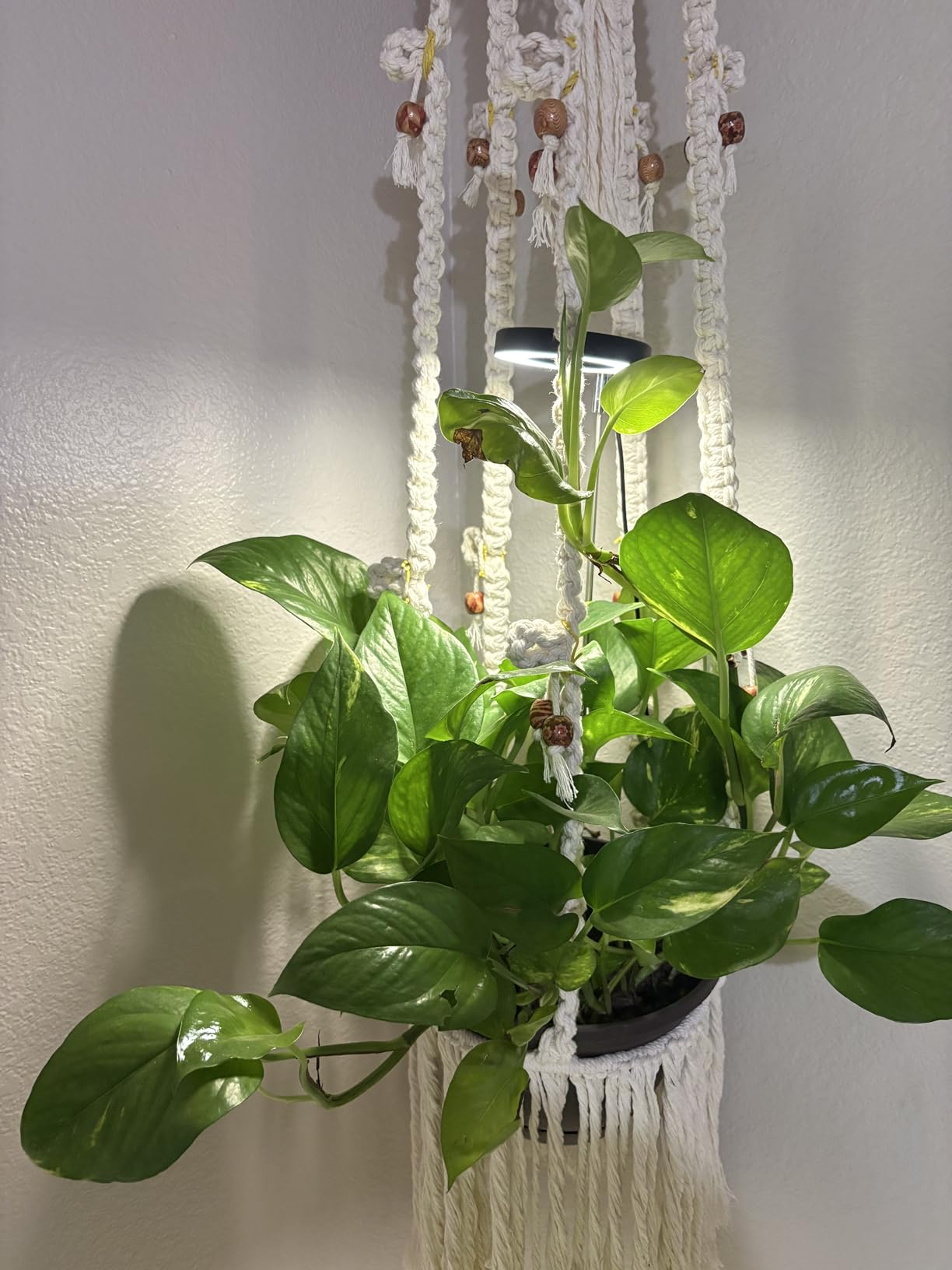 LORDEM Plant Grow Light, Full Spectrum Halo Desk Light, Height Adjustable 7.8