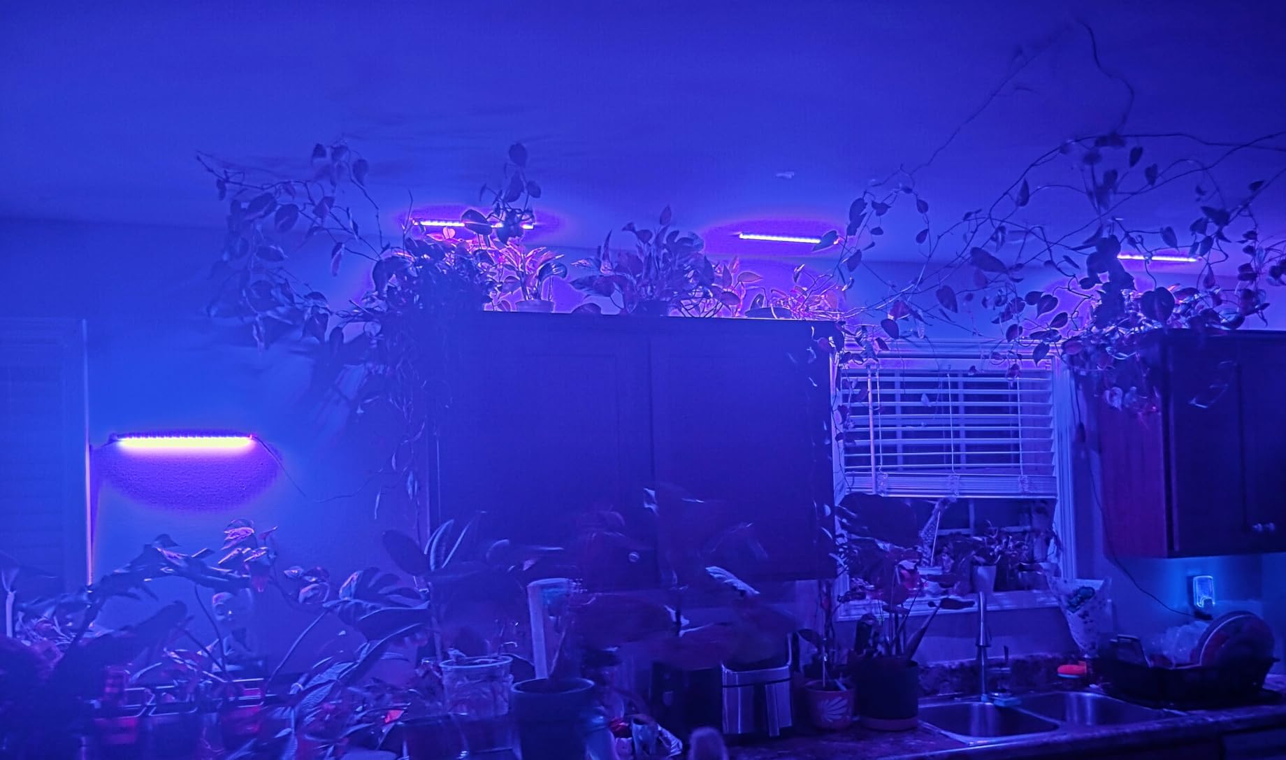 LED Grow Light Strips, Grow Lights for Indoor Plants Full Spectrum 3000K, Plant Light Bar with 3/9/12H Timer, 10 Dimmable Levels for Seedling Succulent,Best Match for Plant Shelf(3 Head×2 Pack) customer photo 2