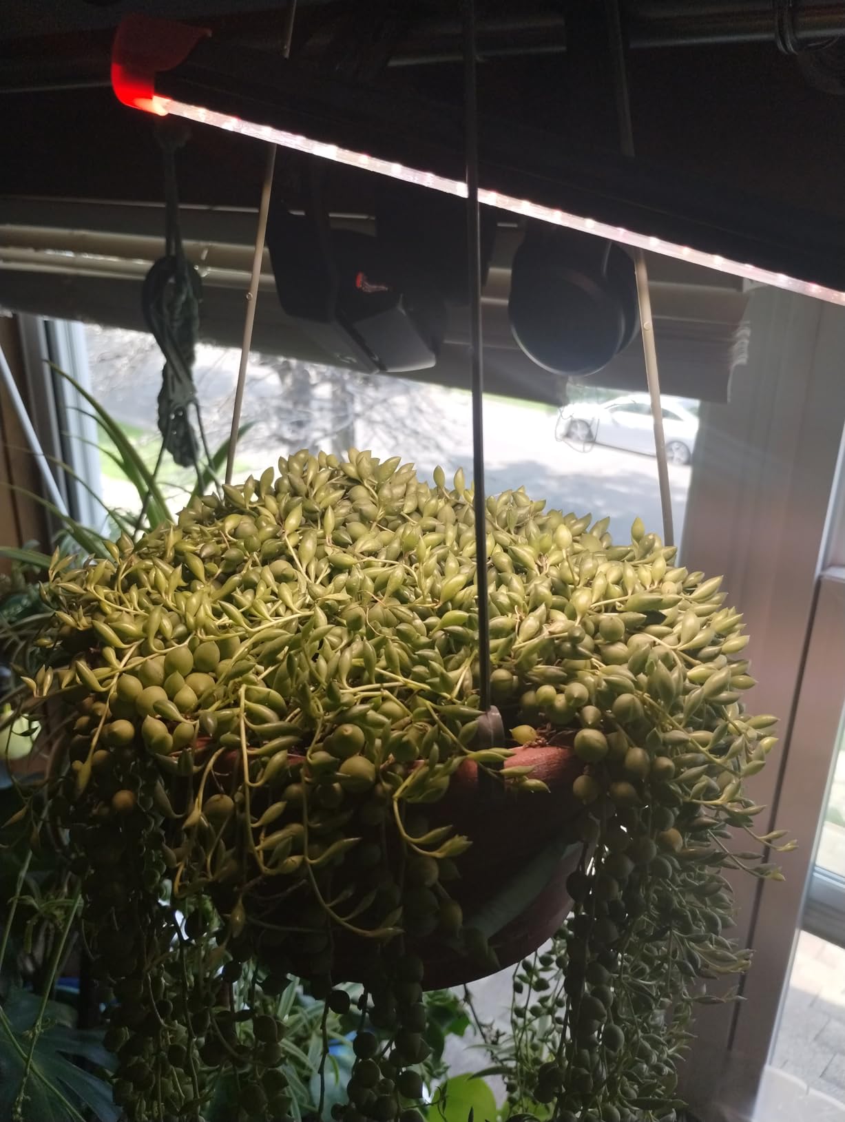 Game Changer! FECiDA 2026 3Pack Clip on Grow Lights for Single Pot Plant customer photo 2