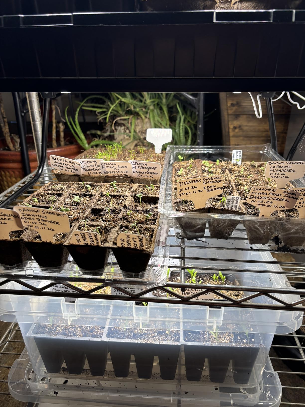 SDOVUERC Full Spectrum Grow Panel Lights for Indoor Plants and Shelves. customer photo 1