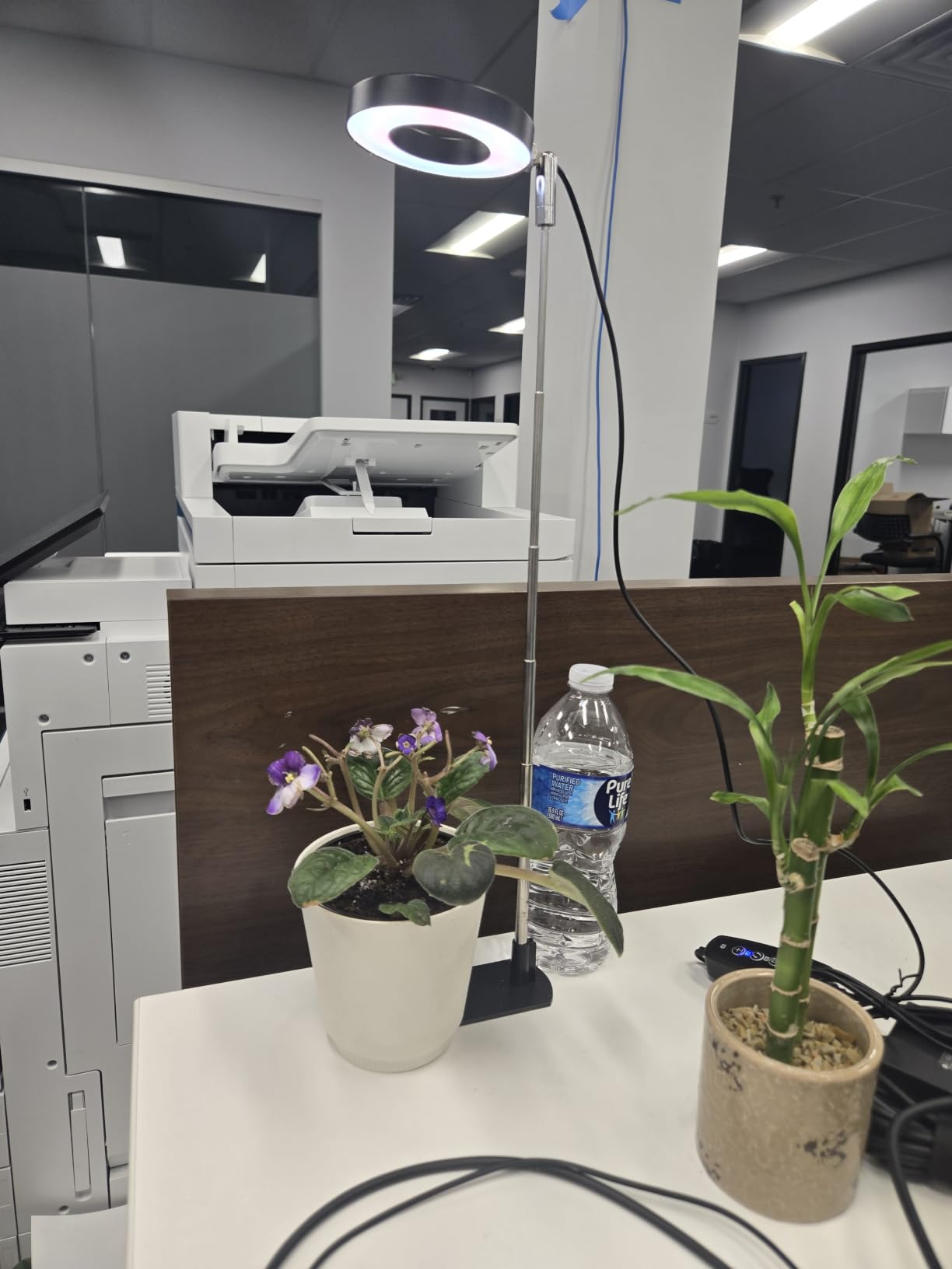 LBW Grow Lights for Indoor Plants, Full Spectrum Halo Grow Light with Base customer photo 1