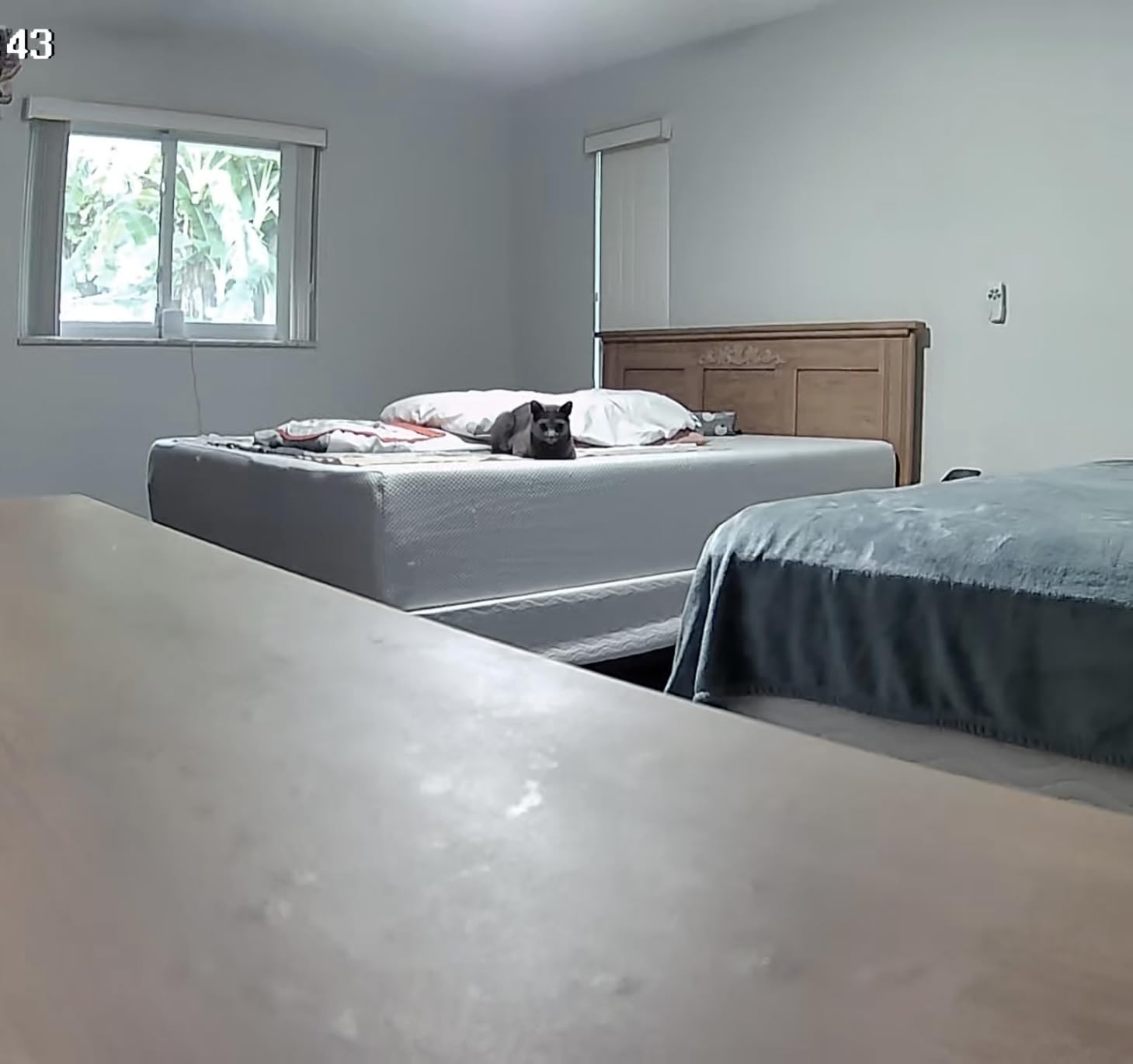 ZUMIMALL Pet Camera with Laser Toy, 2K WiFi Dog Cat Camera with Phone App customer photo 2