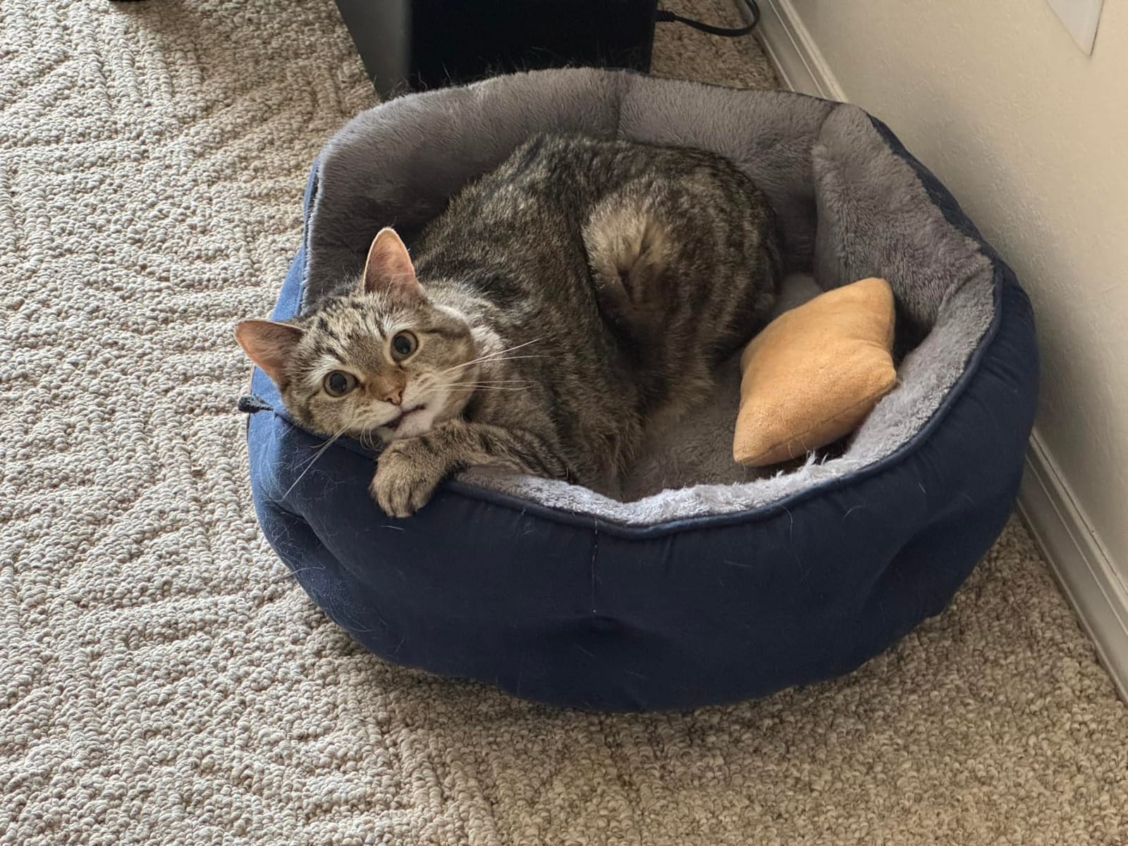 Bedsure Self Warming Cat Bed,Round Washable Small Dog Bed, 20In Grey customer photo 1