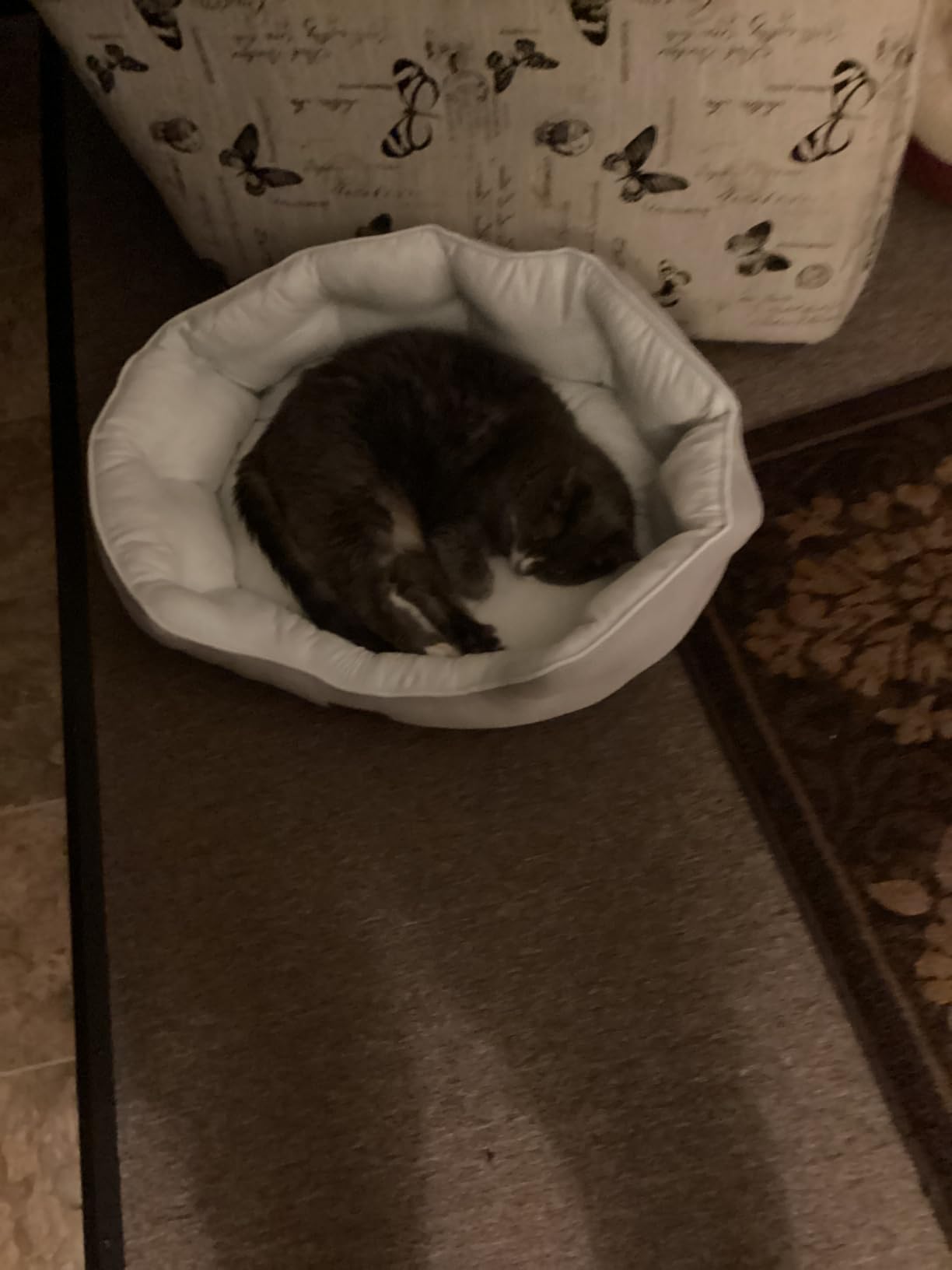 Bedsure Self Warming Cat Bed,Round Washable Small Dog Bed, 20In Grey customer photo 2