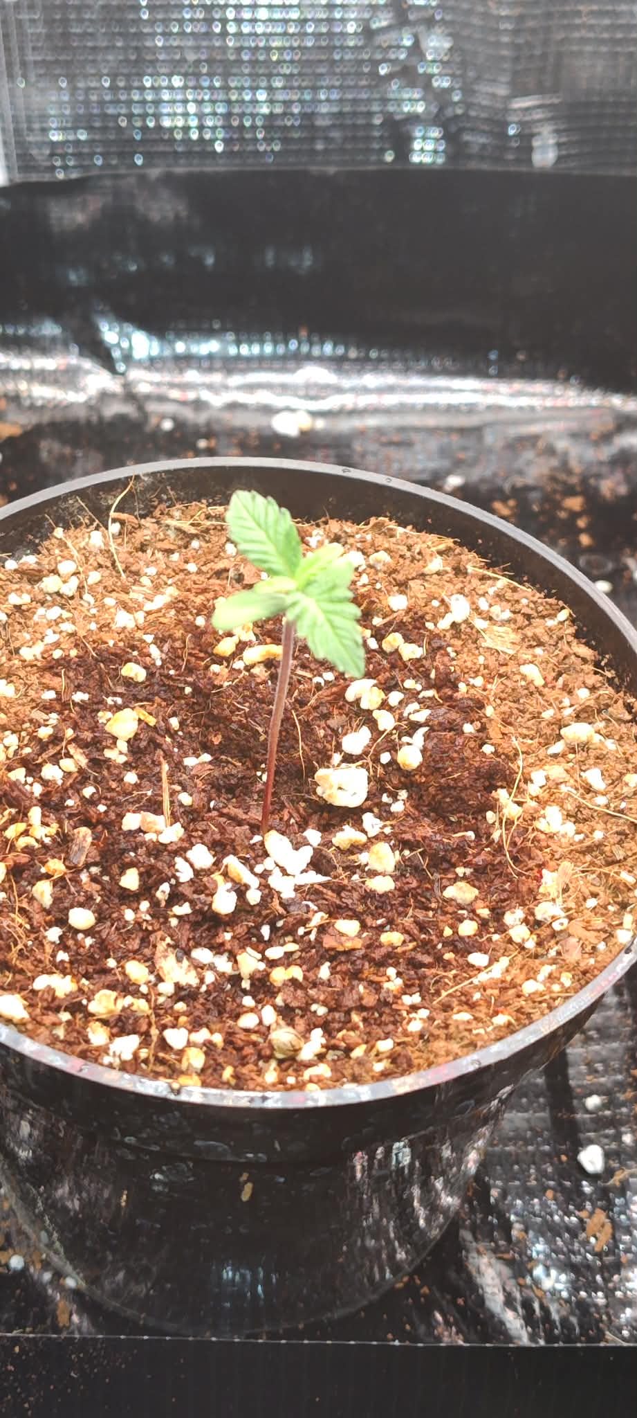 MARS HYDRO Indoor Greenhouse with Grow Light customer photo 1