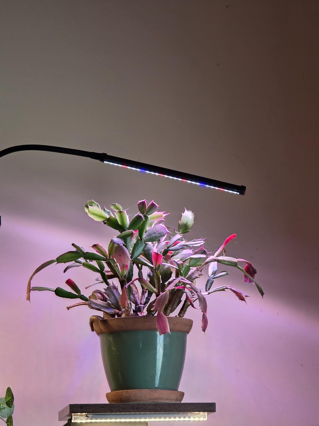 Grow Lights for Indoor Plants, Clip-On LED Clamp, Single Head customer photo 1