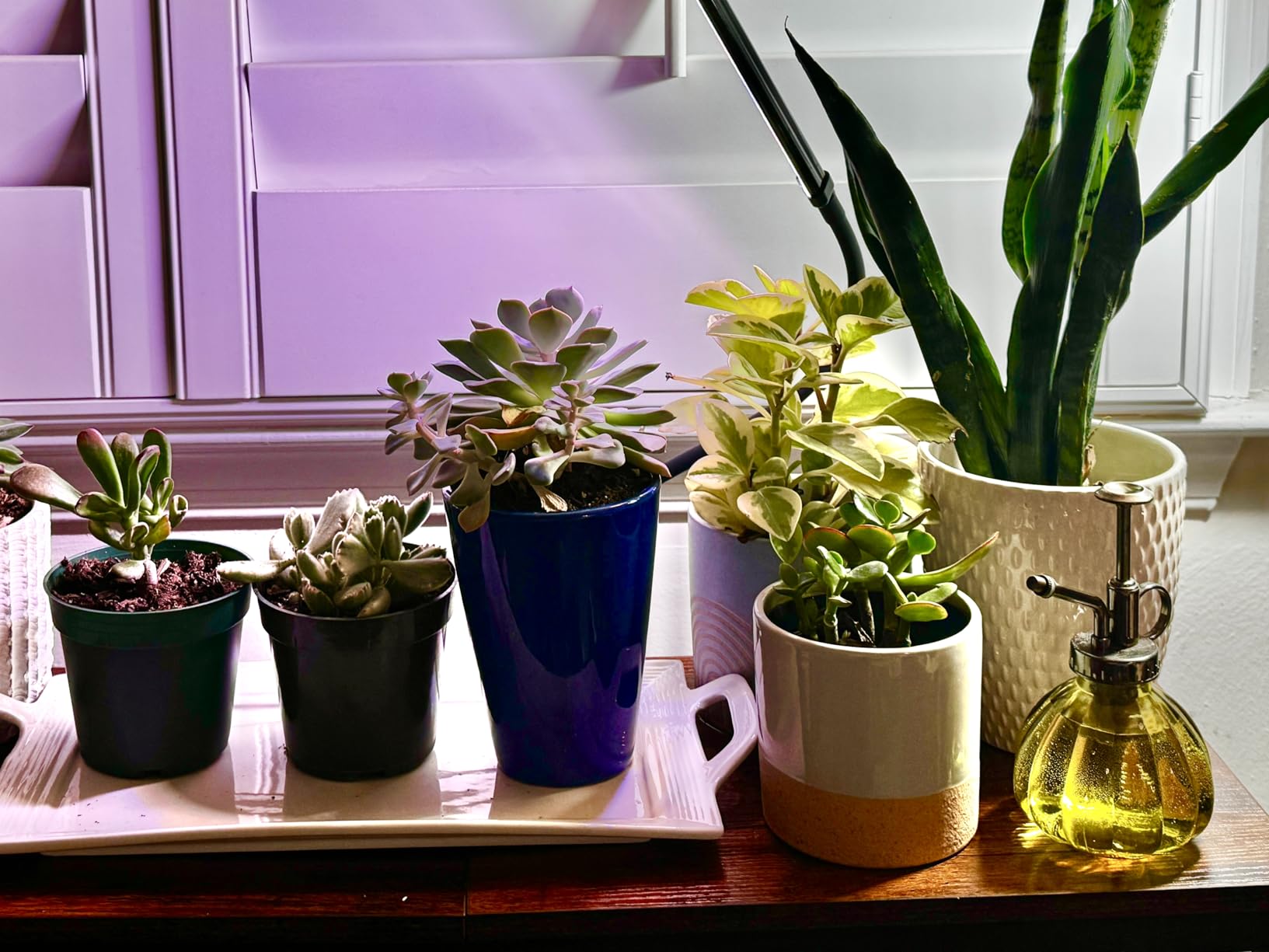 Grow Lights for Indoor Plants, Clip-On LED Clamp, Single Head customer photo 2