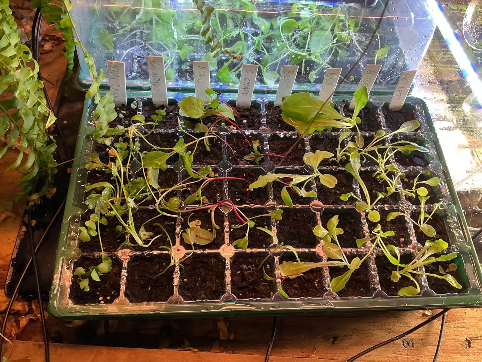 Sondiko Seed Starter Tray with Grow Light, Heated Seed Starter Kit customer photo 2