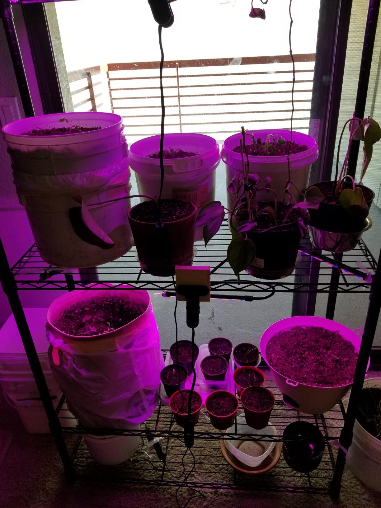 bseah Grow Light Plant Lights for Indoor Plants, Full Spectrum Clip on Growing Lamp, Auto On Off Timing 3 9 12Hrs customer photo 2