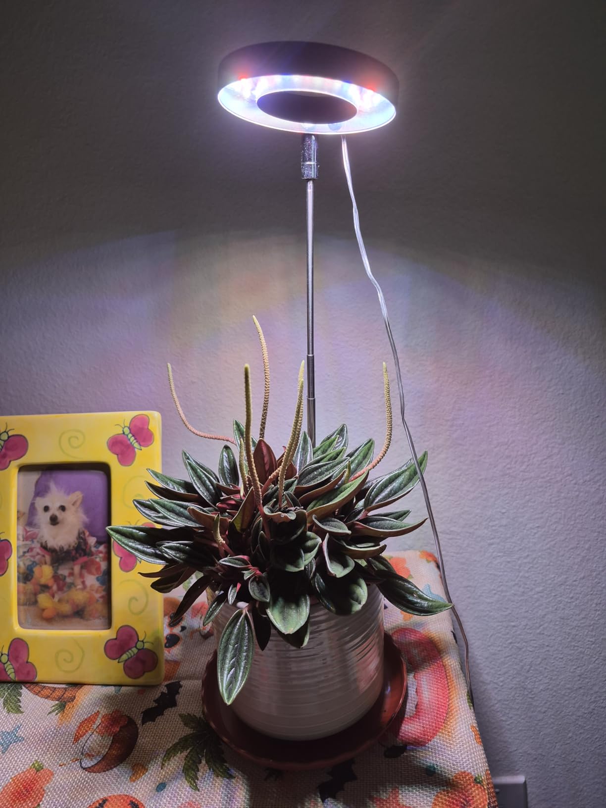yadoker Halo Plant Grow Light, LED Growing Light with Base Full Spectrum for Indoor Plants,Height Adjustable, Automatic Timer, 5V Low Safe Voltage,Idea for Small Plants customer photo 1