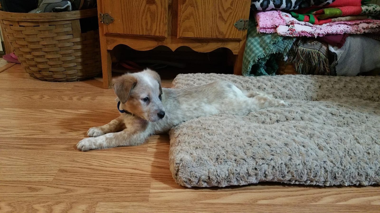 MidWest Homes for Pets XXS QuietTime Deluxe Gray Ombré Swirl Plush Pet Bed, Machine Washable, Non-Skid Bottom, Soft Crate Mat for 18-inch Crates customer photo 1