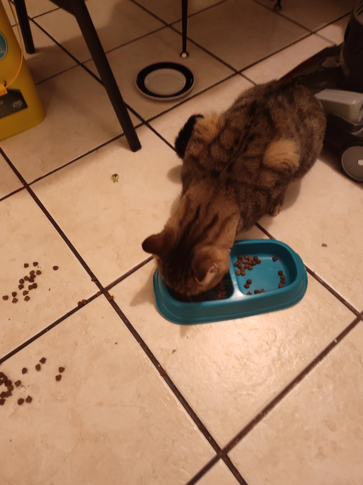 IAMS Proactive Health Indoor Dry Cat Food, Chicken & Turkey, 7 lb customer photo 2